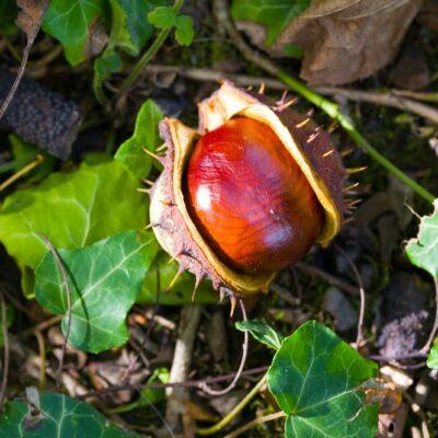 Horse Chestnut